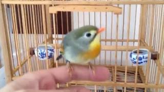 Pekin Robin on my hand