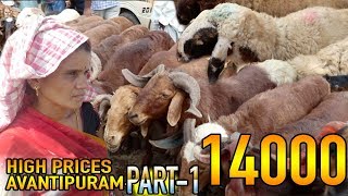 High prices in Avanthipuram market on 6-11-18 | Sheep, Ram, Goat Mandi in AVANTHIPURAM