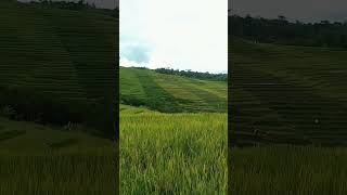 Indahnya Hamparan Sawah Di Perbukitan #shorts #pemandangansawah