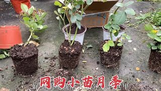 32块钱买4个月季品种，虽然枝条有损伤，但卖家售后还不错