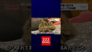 巨大ハンバーグ（猫）が出現しました。#shorts