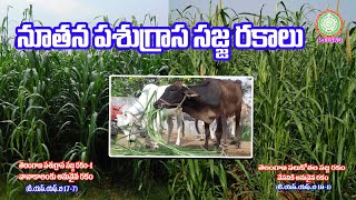 నూతన పశుగ్రాస సజ్జ రకాలు Newly Released fodder Bajra Varieties II PJTSAU II