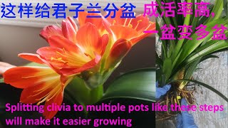 这样给君子兰分盆成活率高，一盆变多盆/Splitting Clivia to multiple pots like these steps will make it easier growing