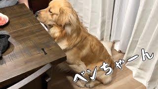 飼い主の愛もスイカを食べている犬には届かない説。ゴールデンレトリバーベンツ。