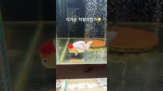 #일난이 폭풍응가 #버니아쿠아 #goldfish