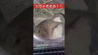 デグーの砂浴び