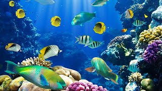 the best relaxing aquarium 🐠 Anti Stress Music, Relax and Meditation