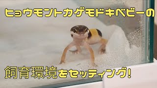 飼育Vlog ヒョウモントカゲモドキの飼育環境をセッティングしました。