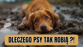 Dlaczego psy biegają w kółko? Znaczenie 11 PSICH ZACHOWAŃ I Będziesz zaskoczony!