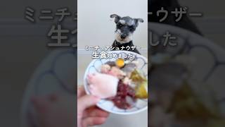 ガンをきっかけに、ミニチュアシュナウザー生食始めました🐶#シュナウザー#ミニチュアシュナウザー#ペット#生食