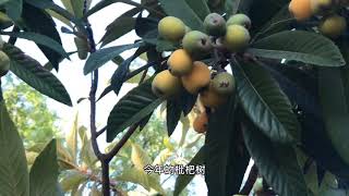 枇杷树 Loquat Tree