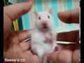 der furzende hamster