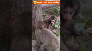 迷子の赤ちゃん猿：感動の帰り道🐒💕 / monpai monyet #高崎山 #ニホンザル  #babymonkey #snowmonkey