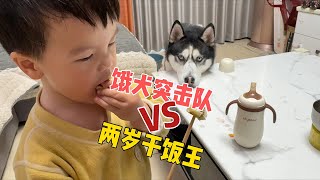 2歲乾飯王VS餓犬突擊隊，三分鐘口水攻防戰，最後一幕把人暖哭【马桶的逗比狗生】