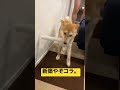 うちの柴に新築潰される。 保護犬 柴犬 豆柴