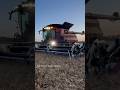 CASE IH 8260 Axial-Flow Combine Harvesting Wheat #bigtractorpower #caseih #combine #wheat #harvest