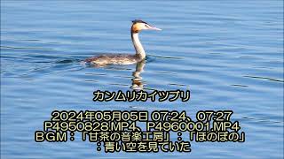 カンムリカイツブリ：2024年05月05日動画撮影。