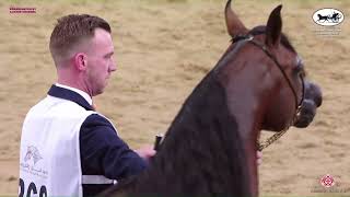 N 360 BADI ATHBAH   Doha International Arabian Horse Show 2023   Stallions 7 10 Years Old Class 11