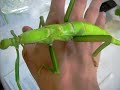 handling a really big stick insect diapherodes gigantea