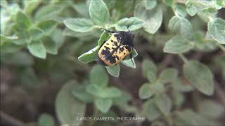 Yellow beatle ESCARABAJO AMARILLO (Gymnetis flavomarginata ) 2