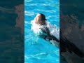 ラブ♥ラブ♥でパワフルな二人最高 shorts 鴨川シーワールド シャチ kamogawaseaworld orca killerwhale