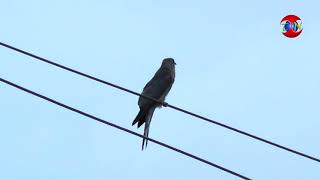 Calling oF Common Hawk-Cuckoo पपीहा - THE NATURE