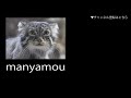 じゃれあうシンリンオオカミの赤ちゃん「マイケル・ティト・ジャネット」（東山動植物園2010）baby timber wolf