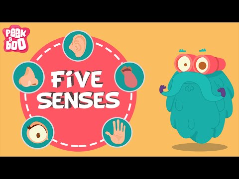 How do you teach senses?
