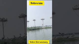 Kolleru Bird sanctuary #kolleru lake #tourism #ytshorts @ViraSmart