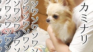 Real scary Kaminari! Chihuahua that is nervous and soothing and restless