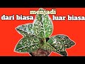 CARA MERAWAT TANAMAN AGLAONEMA SITI NURHALIZA AGAR SUBUR, SEHAT, WARNA DAUN CANTIK