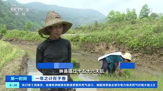 [第一时间]一年之计在于春 云南元阳：村民抢抓农时插秧忙|CCTV财经