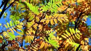 لە دارستانەکانی ساریقامیش ، لەگەڵ دابەزینی پلەکانی گەرمادا، رەنگەکانی وەرزی پاییز دیاردەکەون