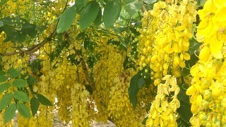 ACÁCIA AMARELA, UMA DAS FLORES MAIS BONITAS QUE JÁ VI