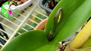 Clowesia spikes • Bulbo roots • Orchid grow tent update 17 October 2021