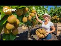 KIWI Farming - Kiwi Harvesting & Kiwi Juice Manufacture in Factory 🥝 | Agriculture Technology