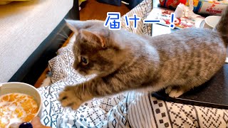 マンチカンの子猫が全力でご飯をおねだりする様子