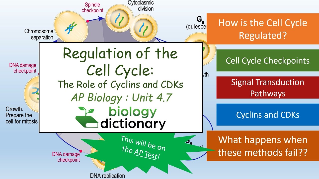 Regulation Of The Cell Cycle: The Role Of Cyclins And CDKs | AP Biology ...