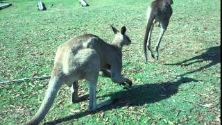 Kangaroos Mating Part 1