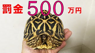 【罰金500万】インドホシガメ登録しましたか！？