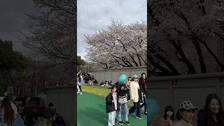 お花見 座間キャンプ🌸桜祭り #japan #桜 #sakura Cherry Blossom 米軍基地一般開放 #イベント #神奈川