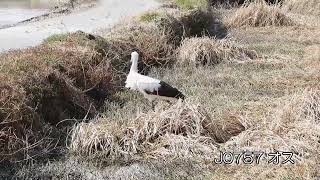 鳴門コウノトリ 2025/02/17 撮影 成長記録 徳島県鳴門市