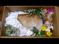 cremation of my dog.【english】