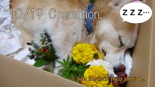 Cremation of my dog .【English】