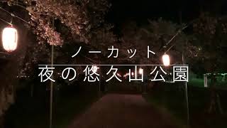 ノーカット夜の悠久山公園/お花見/桜/Yukyuzan Park at night