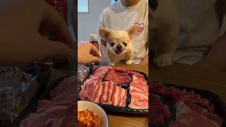 【ガウガウ】ピノのお肉だよ〜🦁 パート② #shorts #short #焼肉 #ペキチワ #チワペキ #Chihuahua # #犬のいる暮らし #ガウガウ