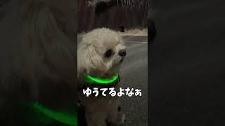 石焼き芋と犬 【関西弁でしゃべる犬】Stone baked sweet potato and my dog#544#やきいも#shorts #おしゃべり犬 #トイプードル #cutedog