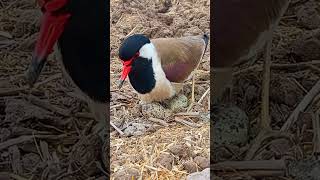 tatiri bird eggs red wattled lapwing