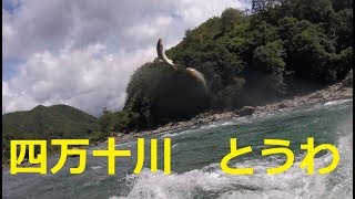 [鮎youtube] 昨日尺出たらしい四万十川 出る 出ない？ 出る！？ Big Ayu fishing in Shimanto river, chasing Shakuayu