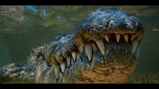Crocodile Documentary - King of the River | Wild Planet